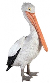 Pelican Standing 